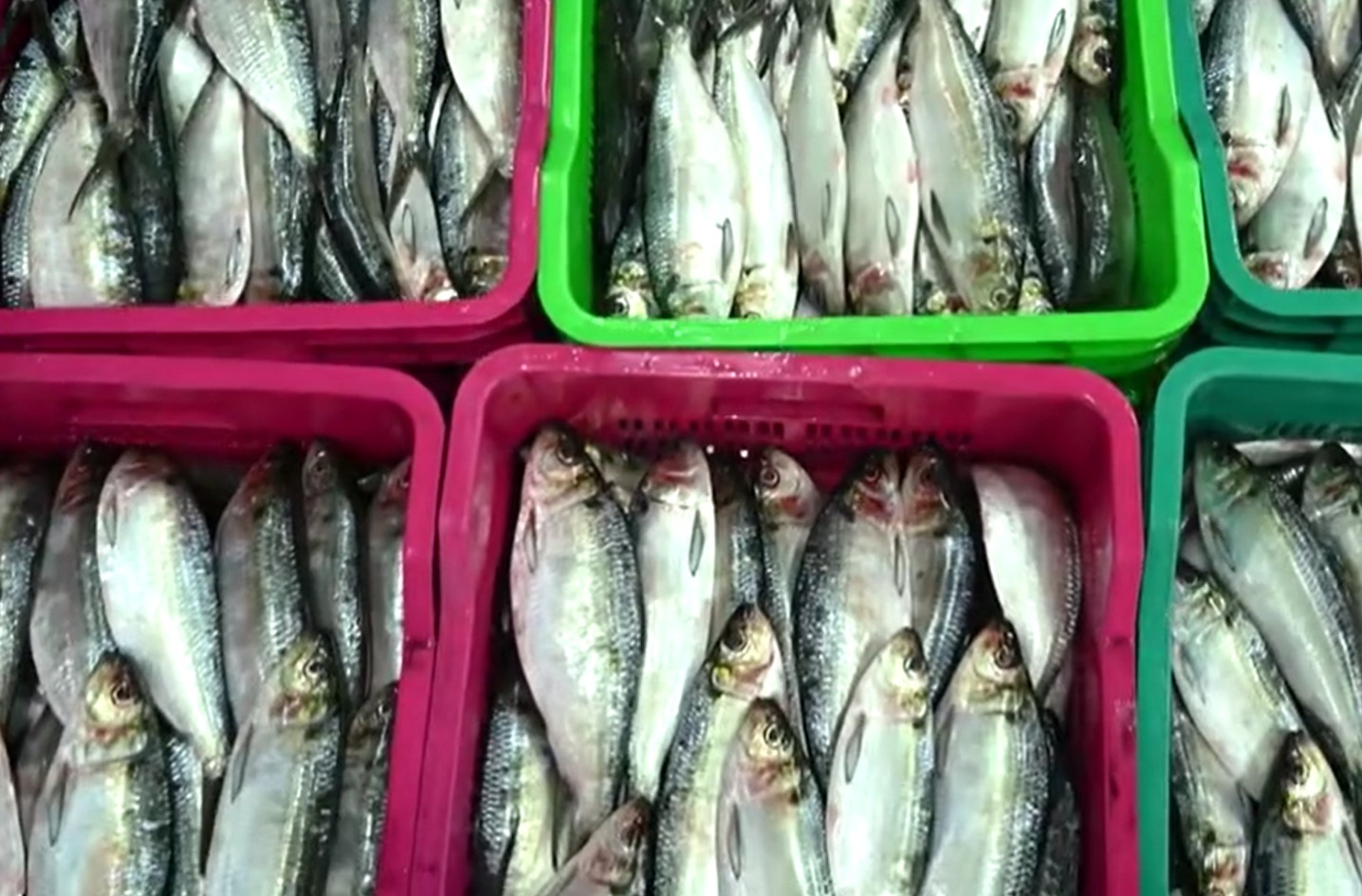 Produtos secos e congelados