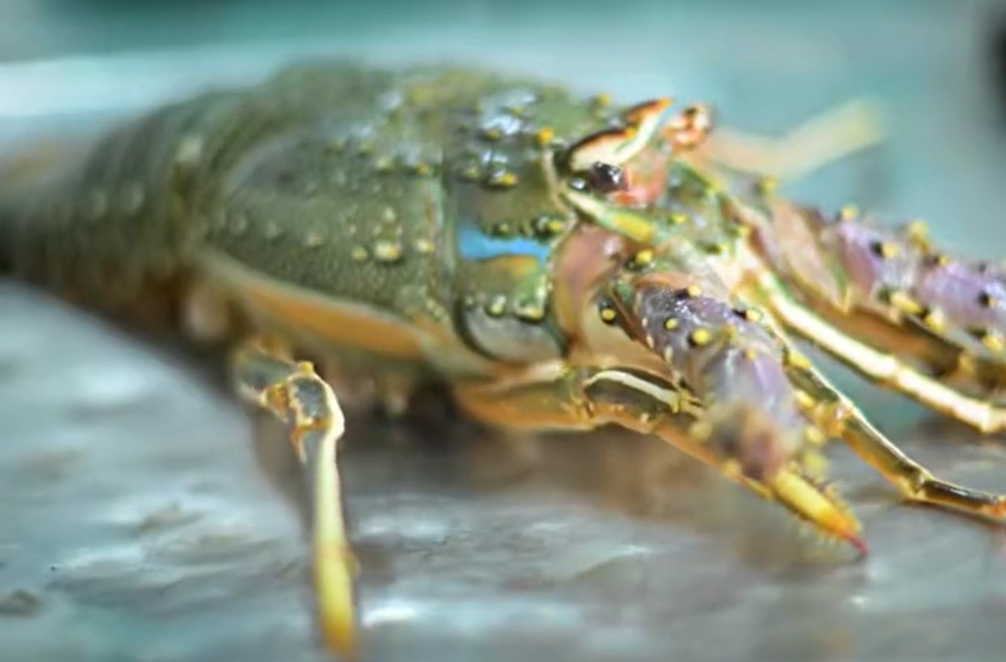 Pescado fresco de alta qualidade